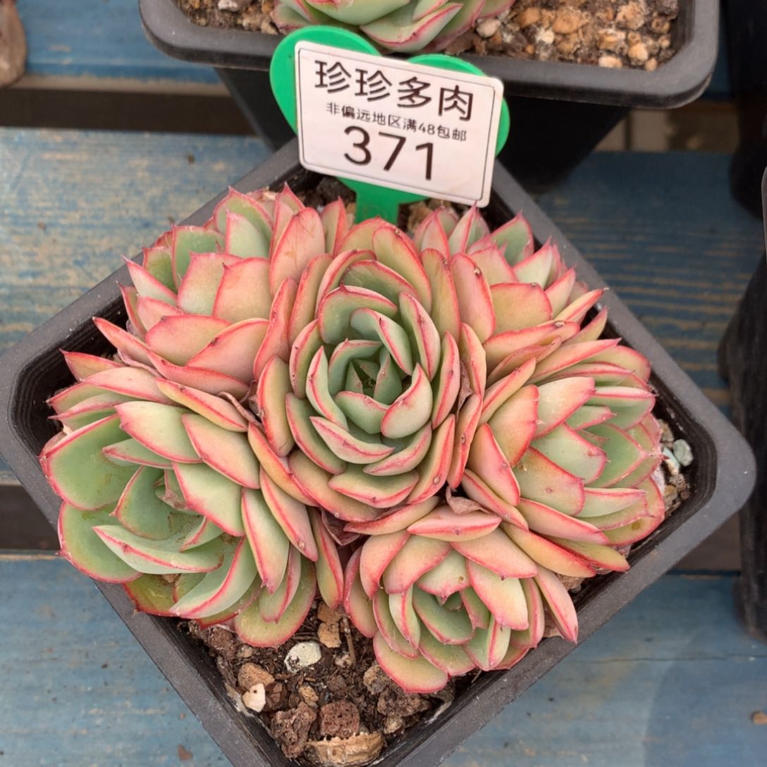 牡丹亭无砍平头371