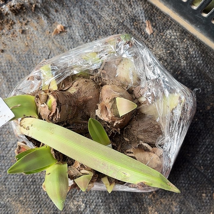 鑫***业杂交白肋开花不售后5号4277