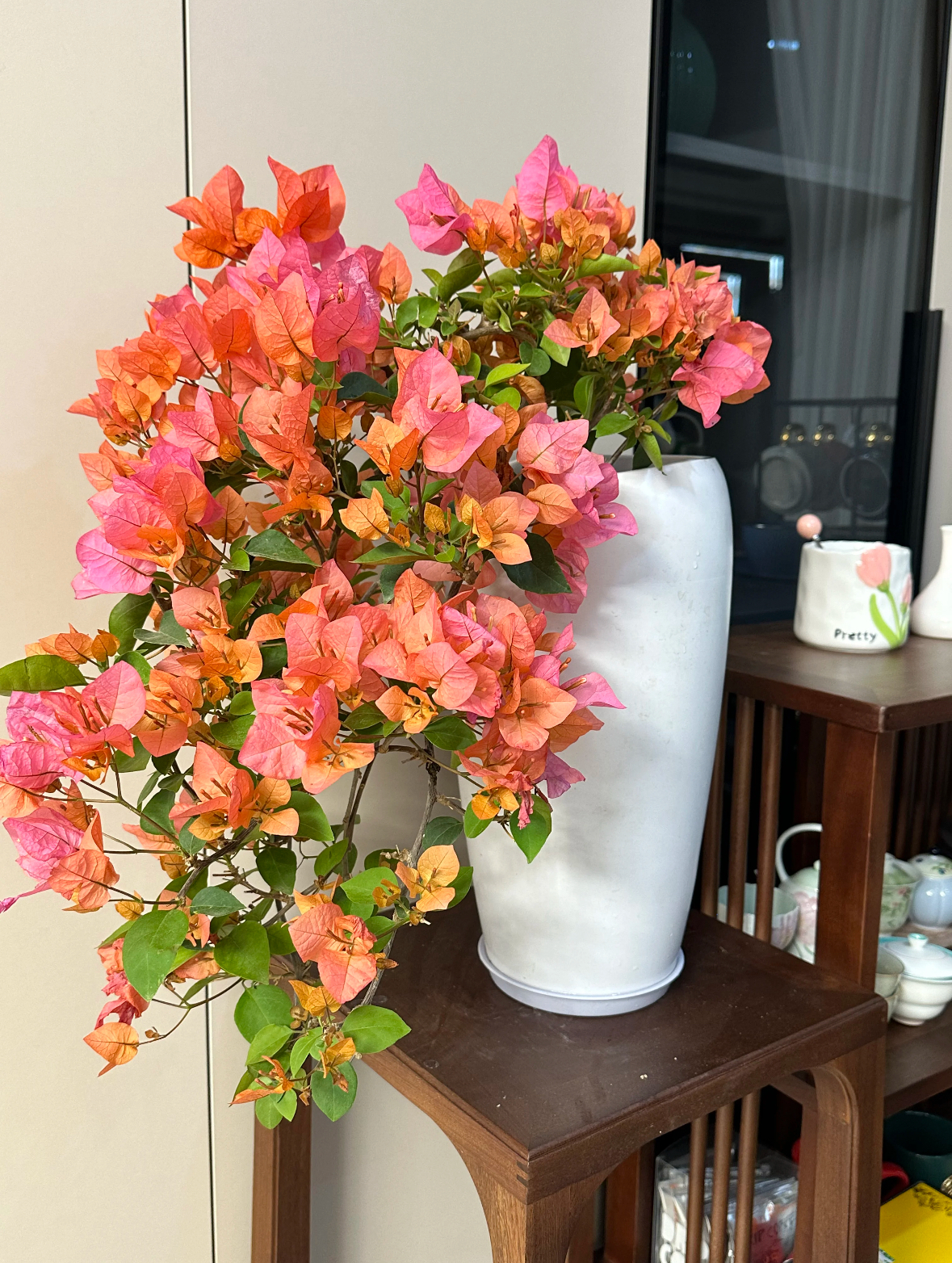 【波妹】直播间一物一拍四季勤花品种橙转粉