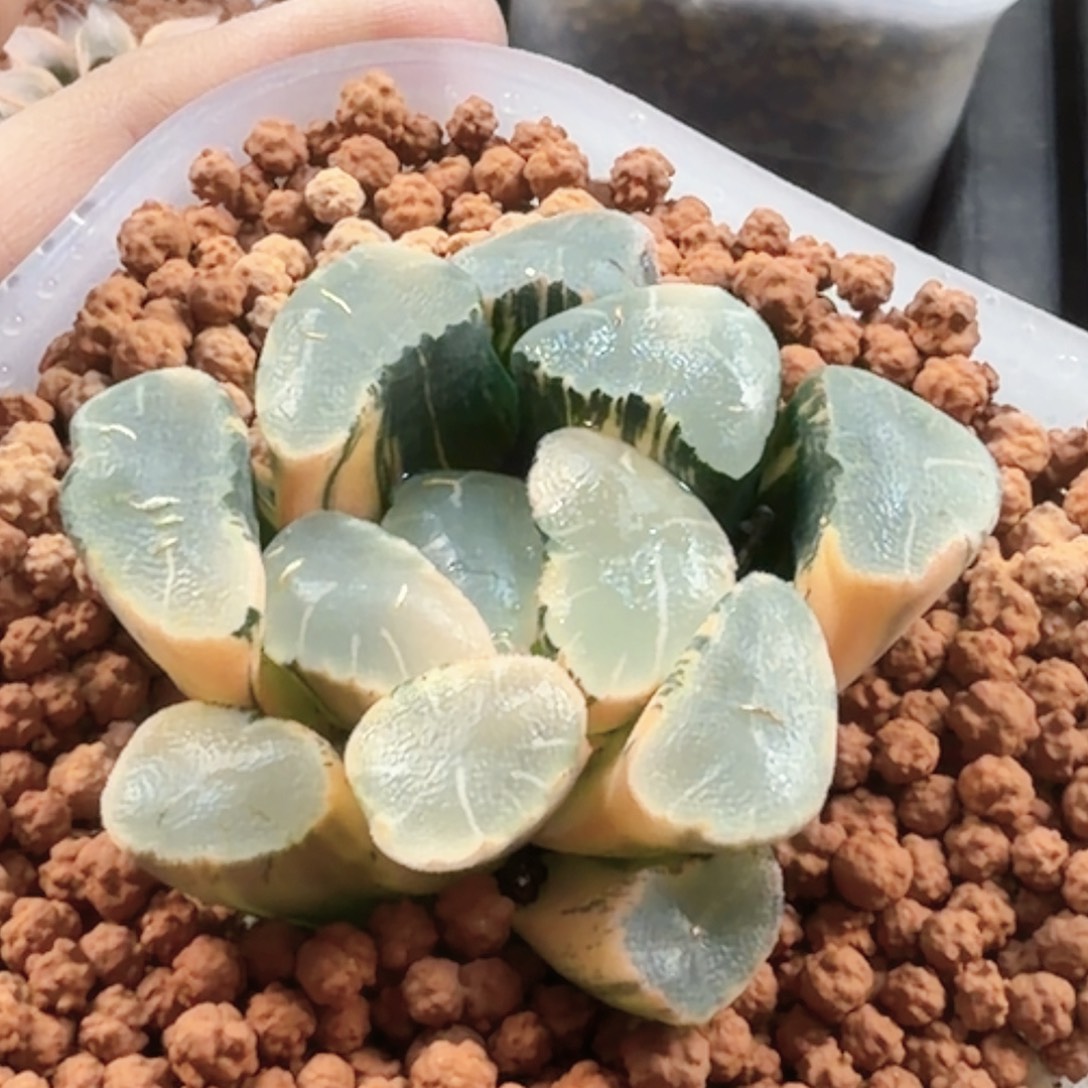 无花朵十二卷 透镜万象锦糊班