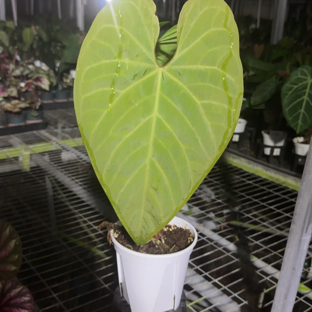 无花朵蝠鲼杂绿帝王