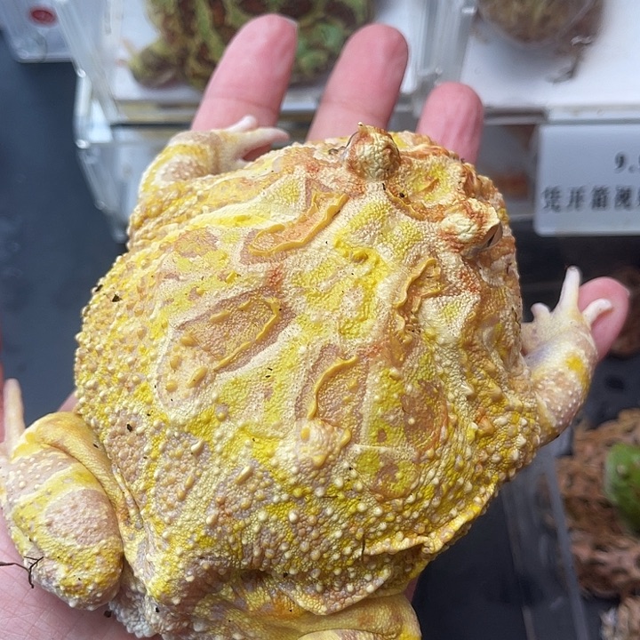 大大大黄金11+拍拍拍