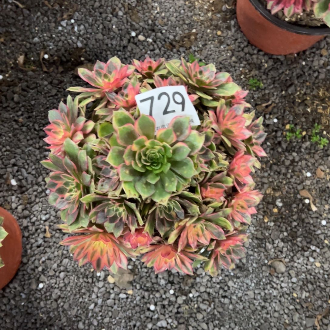 金***源我是真的很喜欢这个