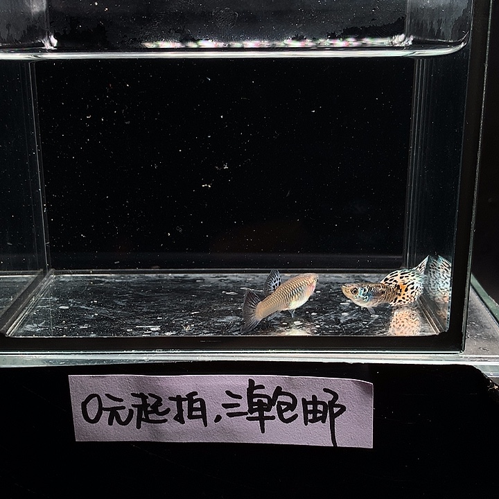 孔雀鱼银河白蛇一对