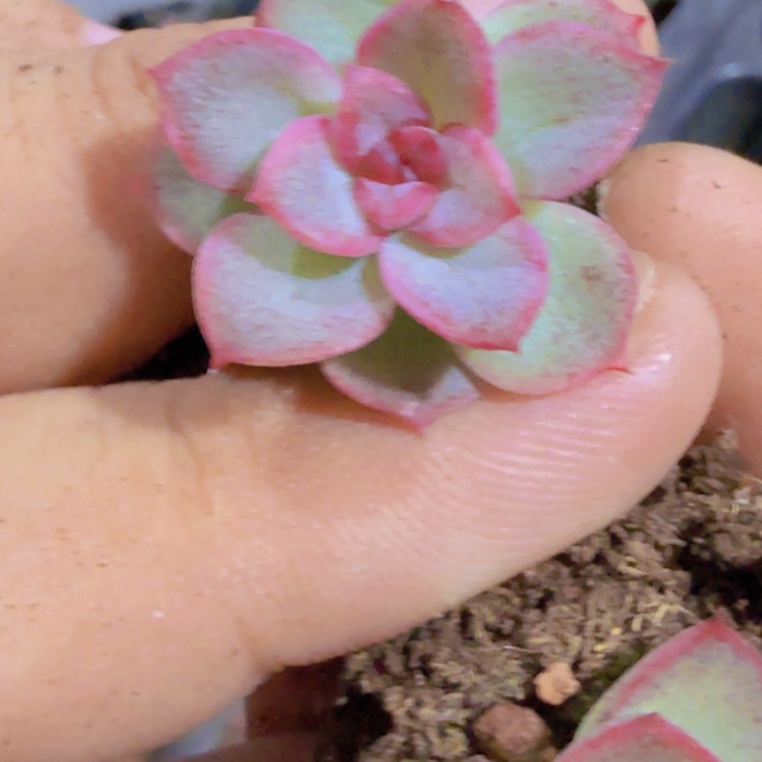 紫霞仙子五颗一组福利