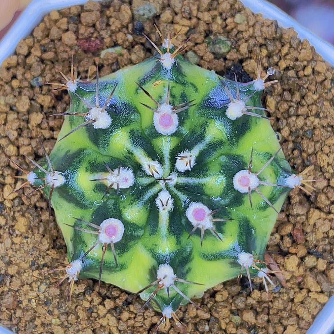 米哈洛维奇 名品 黄金门侧4.1公分