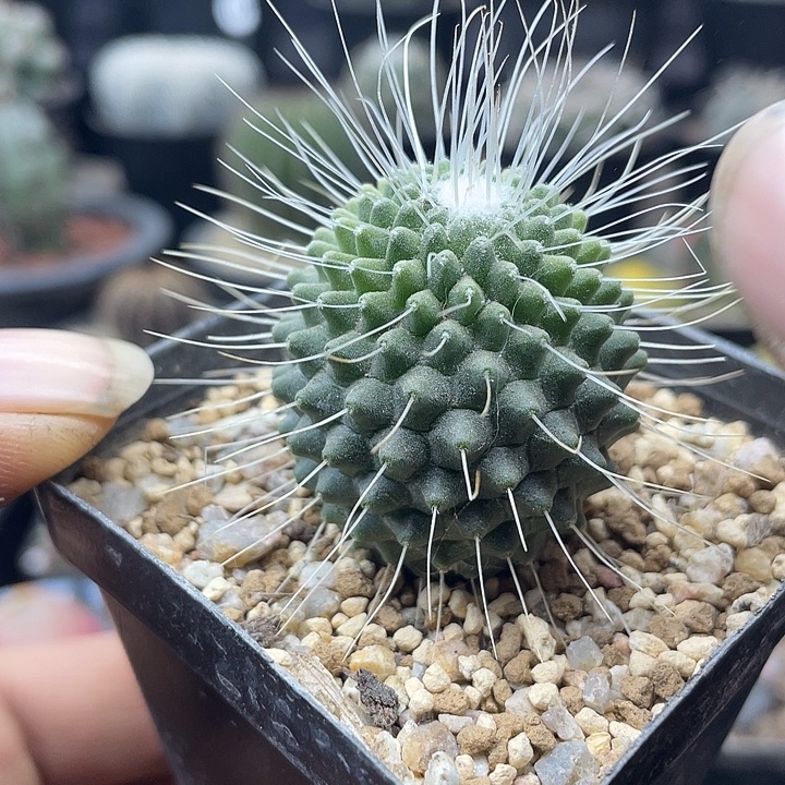 海泉变种一件包邮