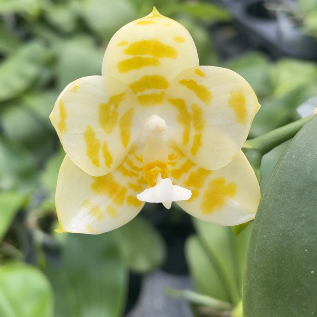 完全开放2.5极圆情歌，浓香