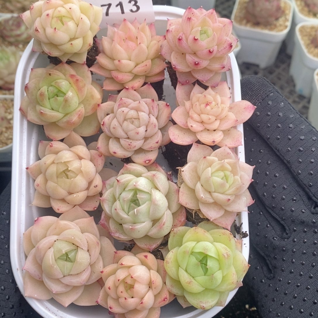 2-713新疆西藏内蒙不发其他一单包邮两到三公分多肉