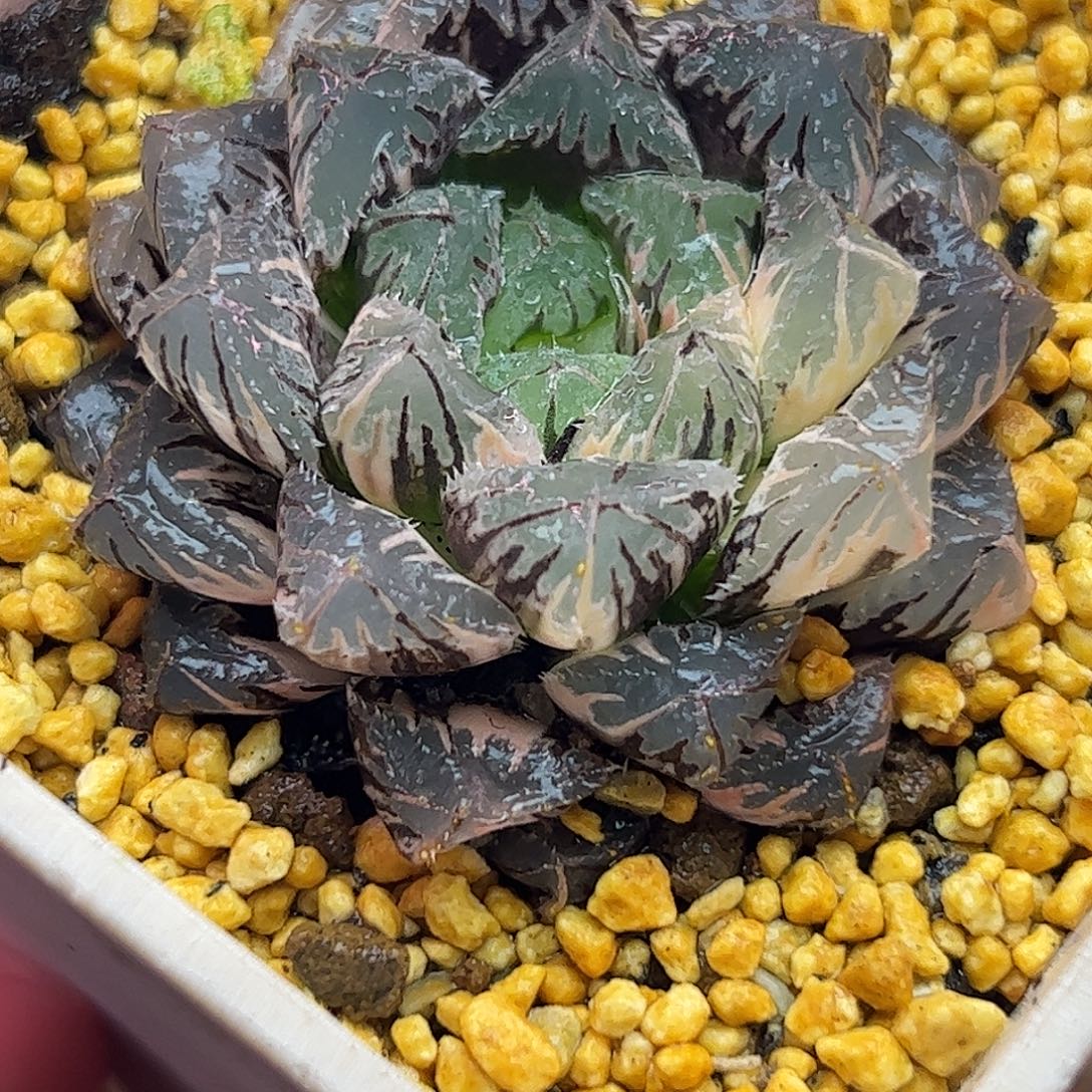 红岩锦十二卷多肉植物