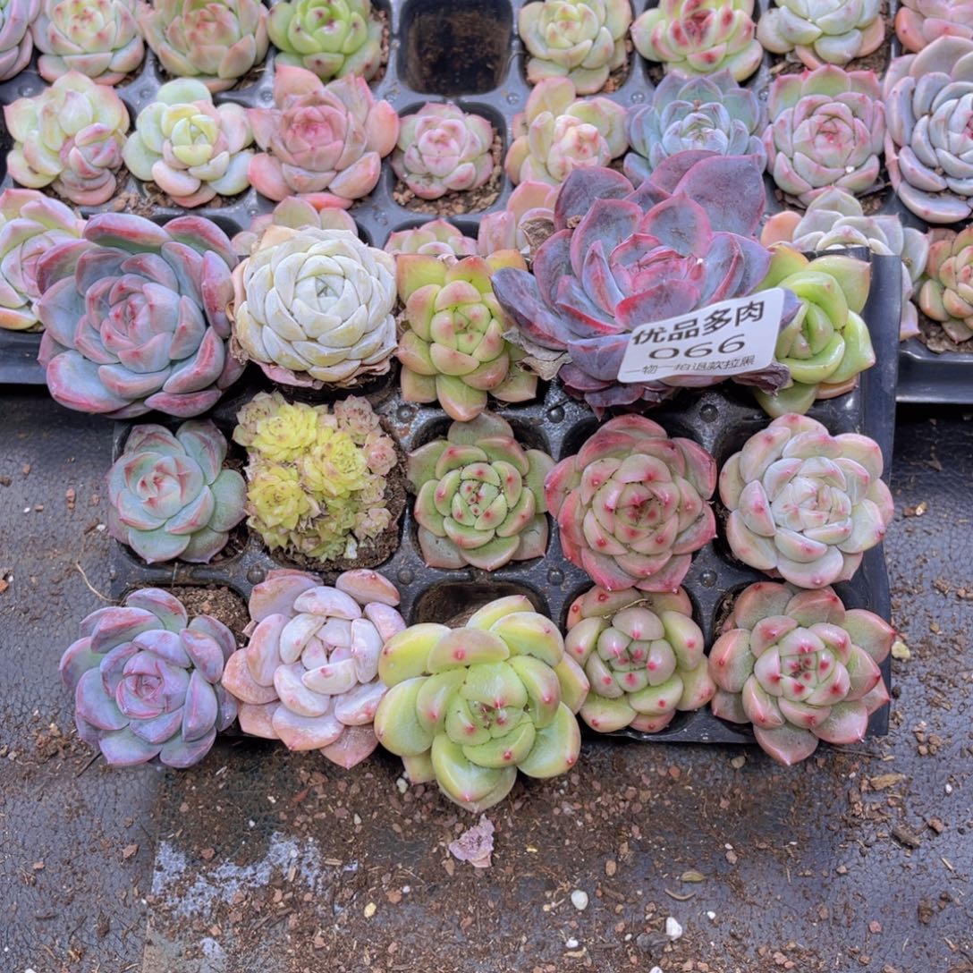 066多肉植物一物一拍链接