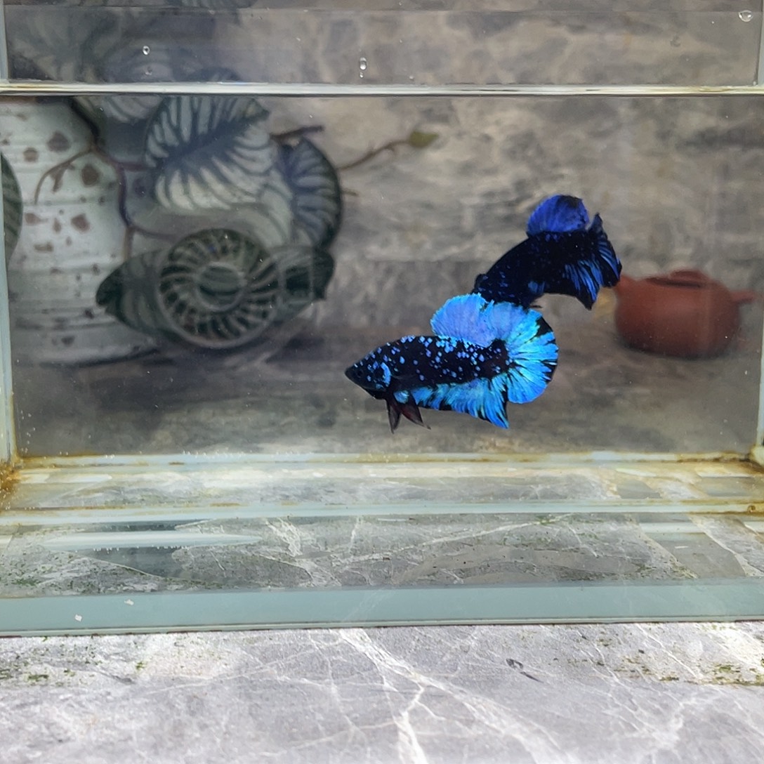 斗鱼育平斗鱼泰国斗鱼