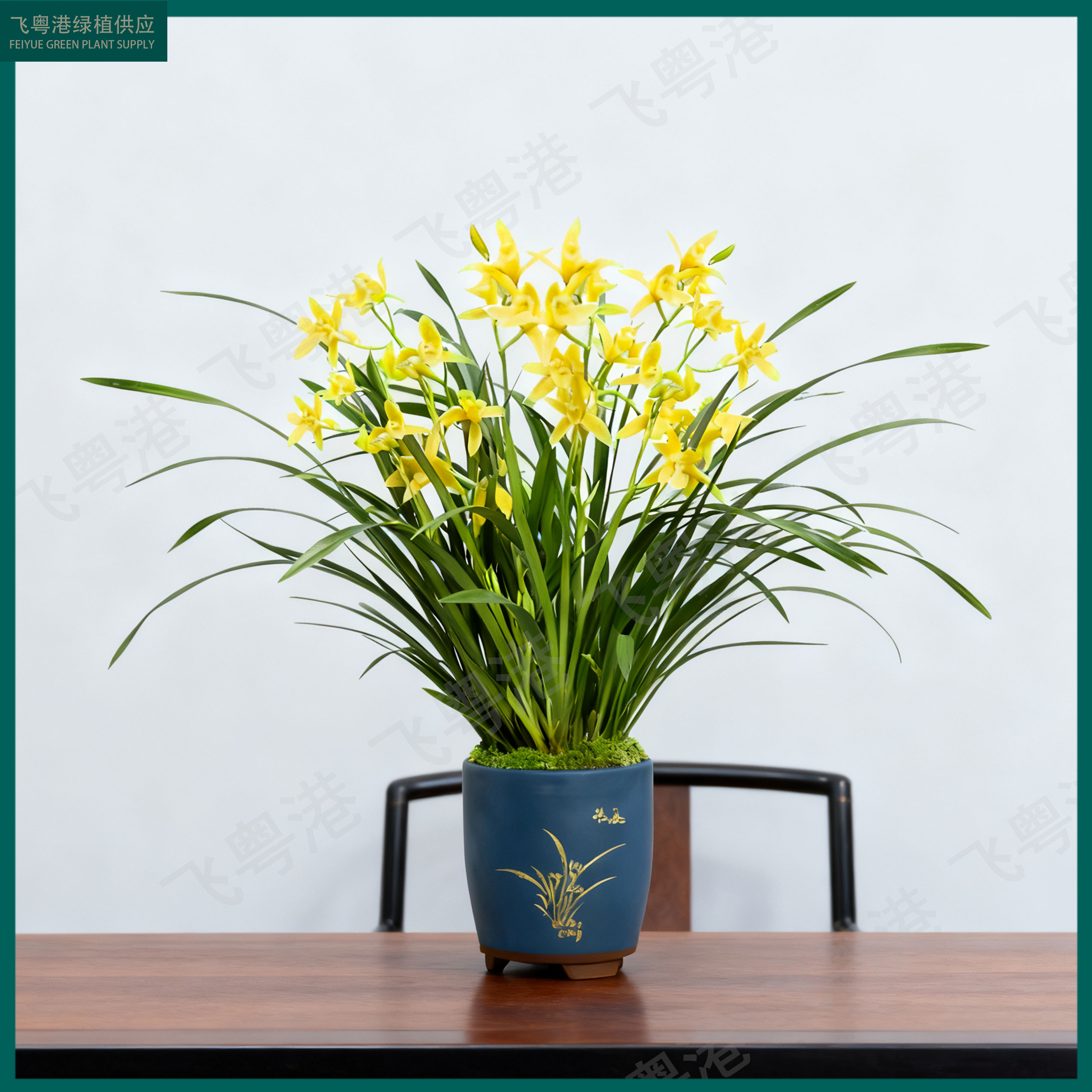 黄金小神童带8-10花剑起带花苞兰花苗开花浓香兰花室内好养