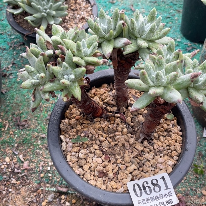 681号法瑞苹果叶3代多肉