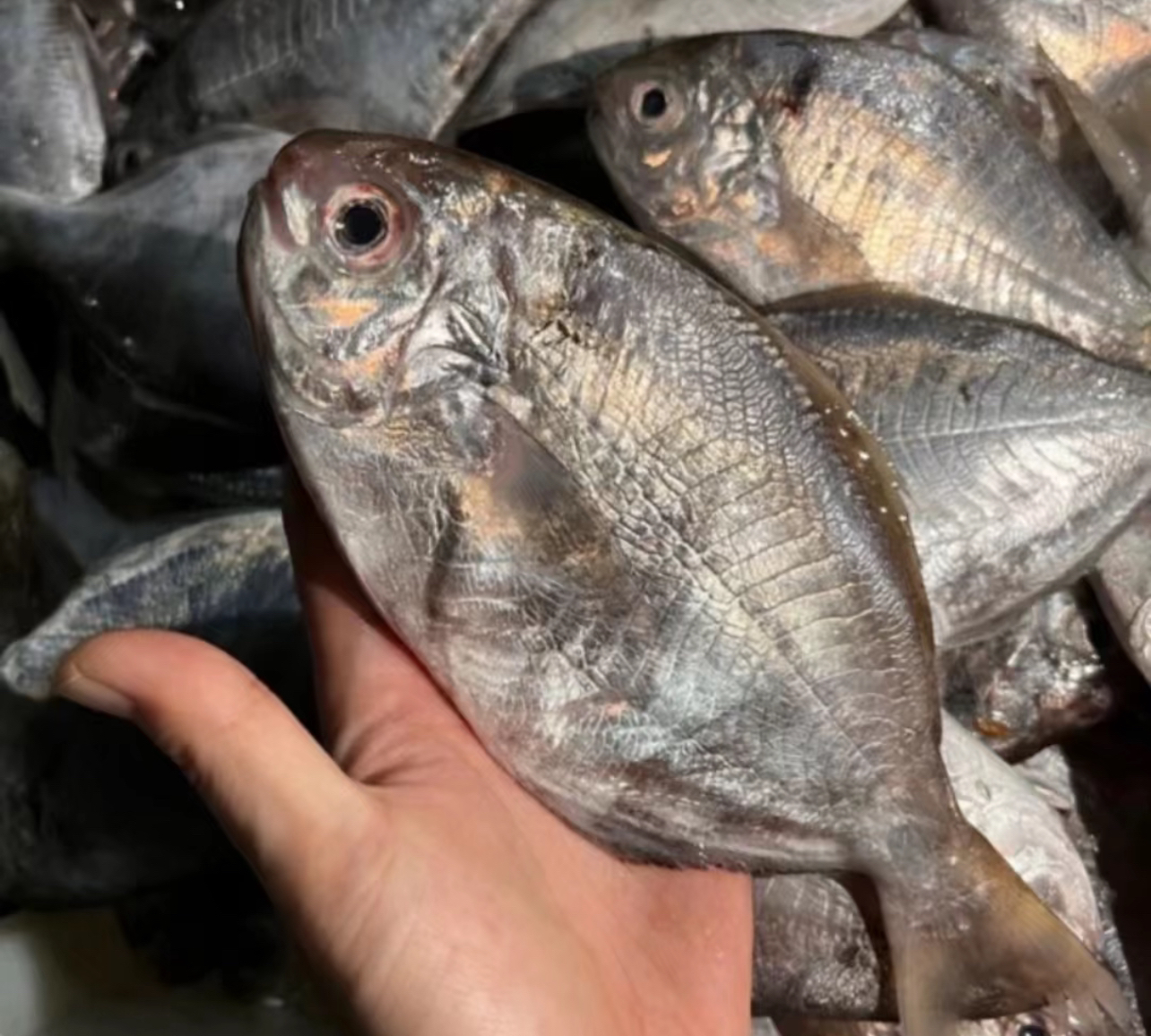 鼎峰海产 本港南鲳鱼（肥妹）6-7条/斤 顺丰冷链包邮 博贺渔港