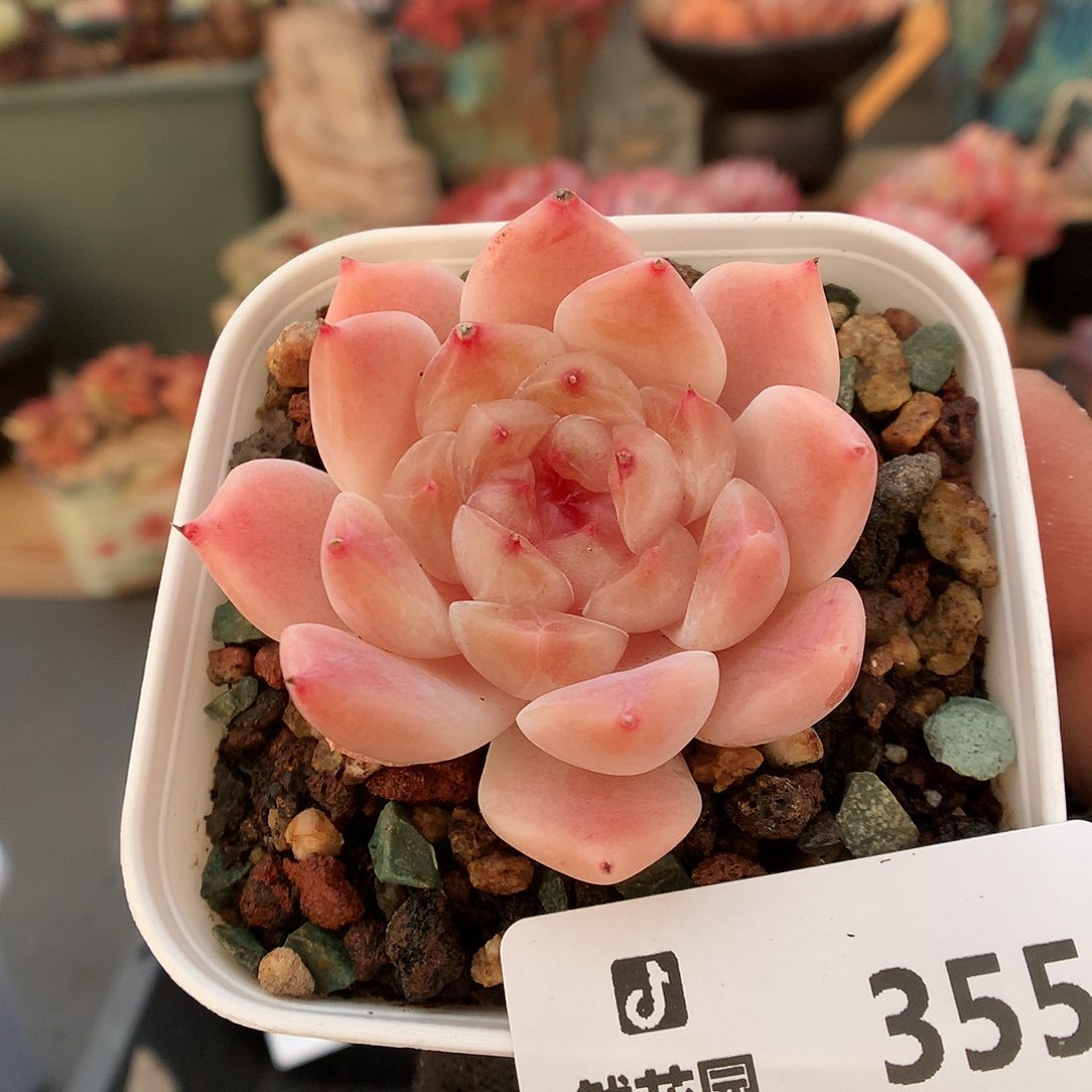 355冰魄多肉植物66633