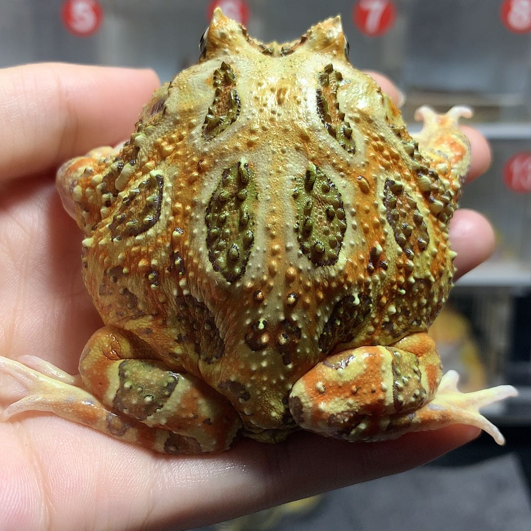 角蛙4391微瑕疵大原色母7+