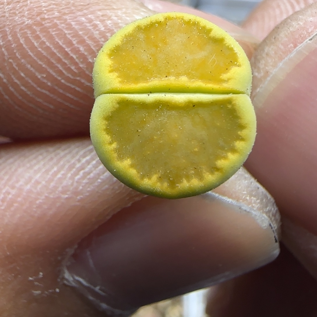 029 生石花大棚直播