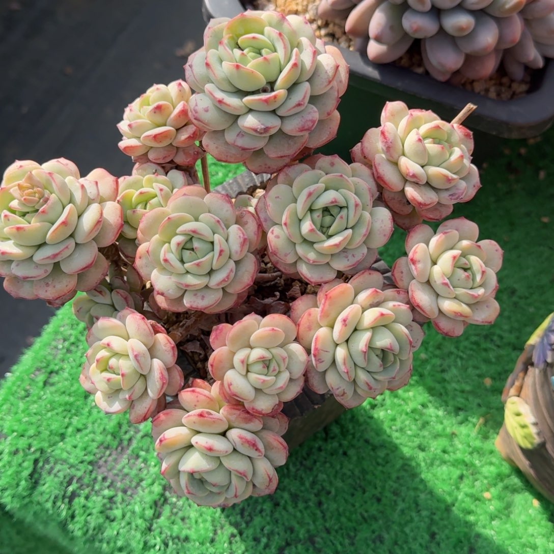 香草老桩一物一拍