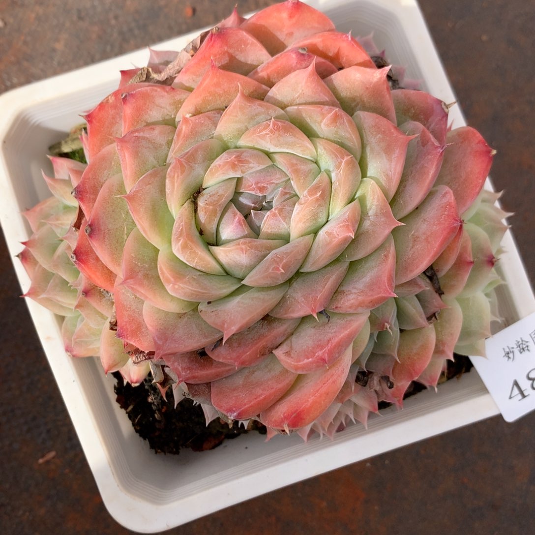 4835杂交精品基地14厘米