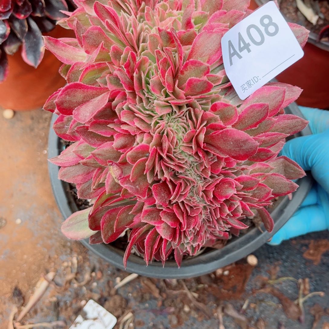 多肉植物408倾城