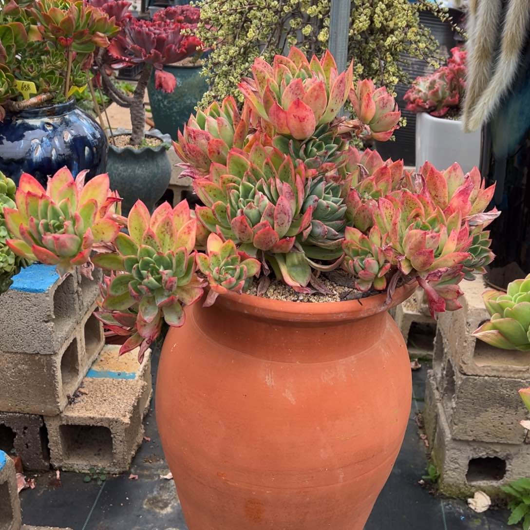 清货超大花蝴蝶带盆不包物流