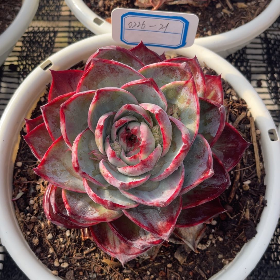 云舍多肉精选编号0226-21（16冠服）