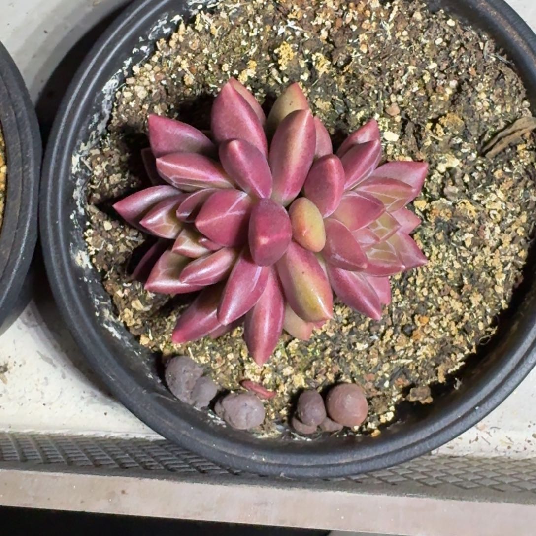 迷雾泡泡 双头  一物一拍