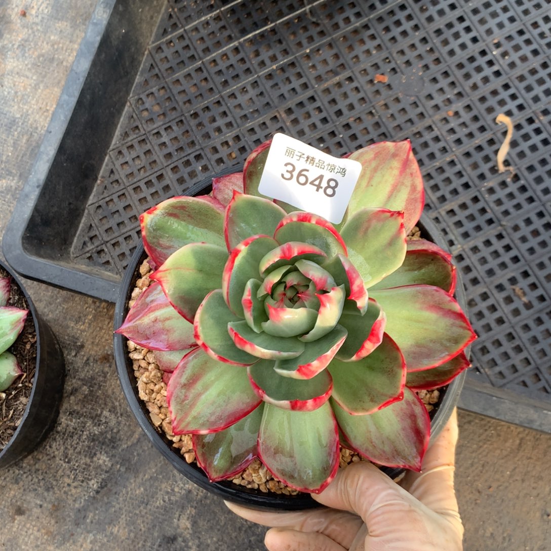 3648一物一拍14厘米