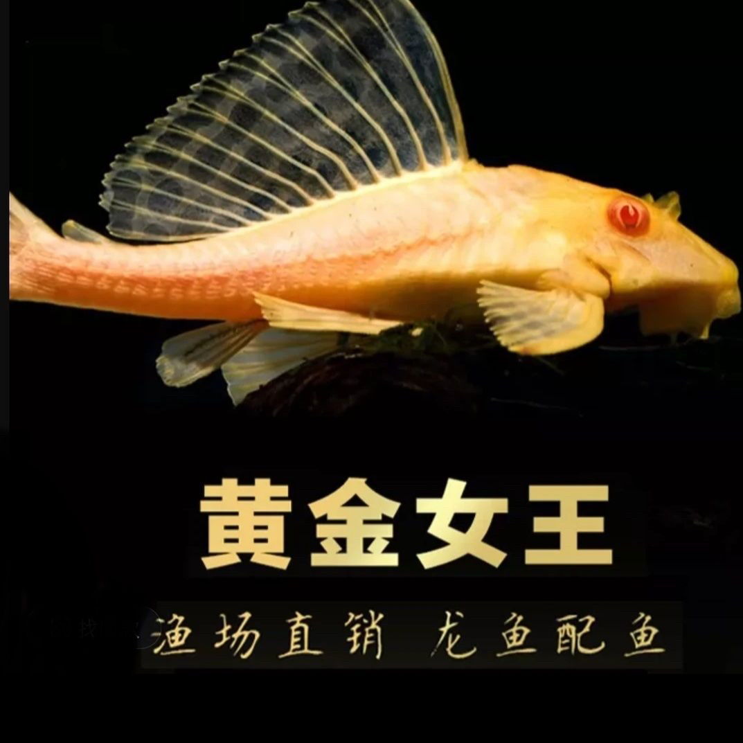 女王大帆 黄金胡子彩虹鲨豹纹清道夫鱼缸清洁工清理粪便耐活混养