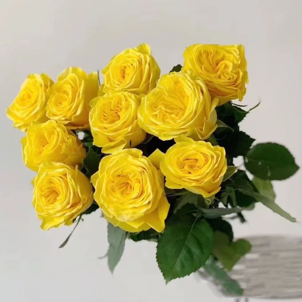 青沐园艺 月光漫步 高品质露天月季独颗扦插苗楼顶庭院阳台多季节