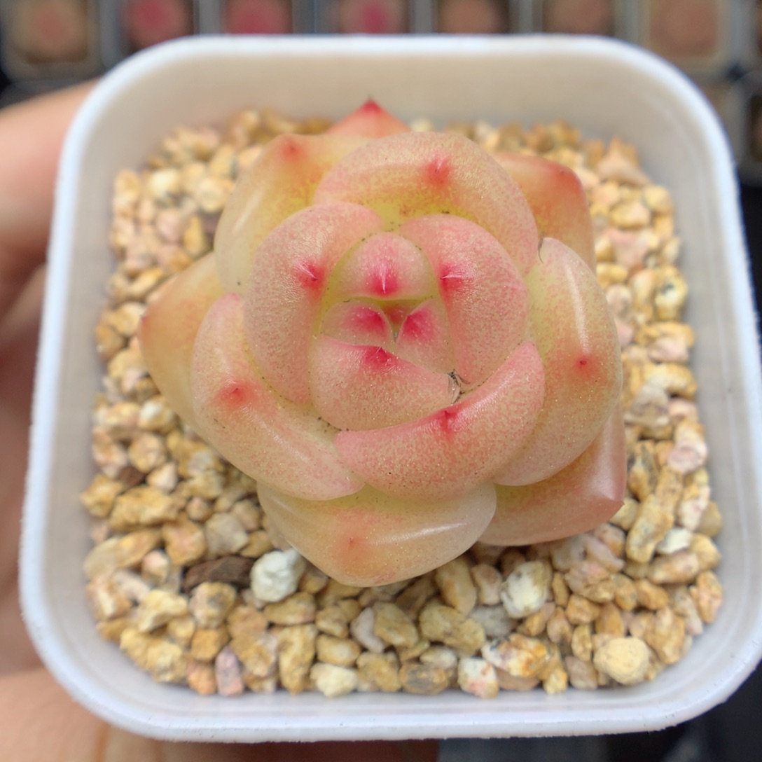 一物一拍精品多肉。麦秆 5