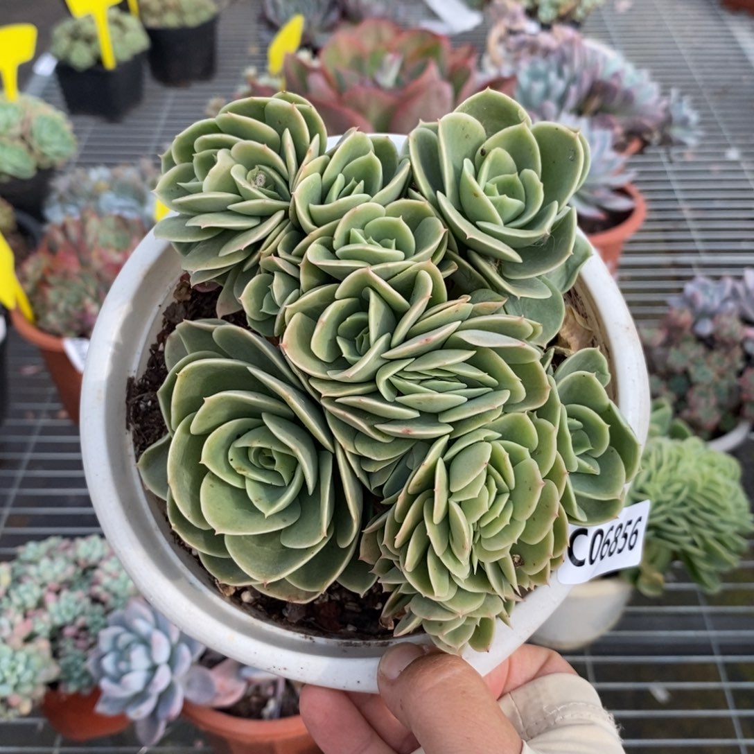 6856星纳塔缀化一物一拍