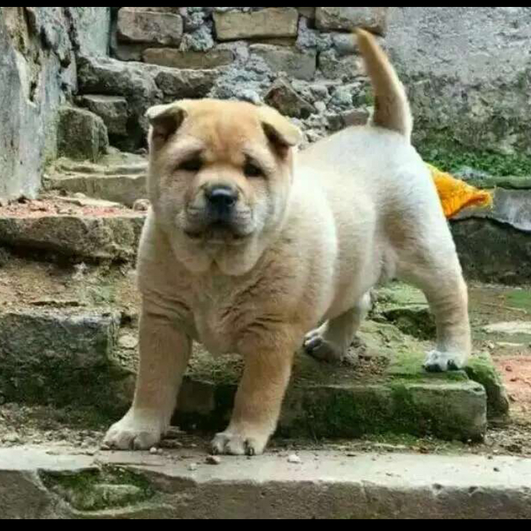 中华田园犬幼犬家庭宠物看家陪护