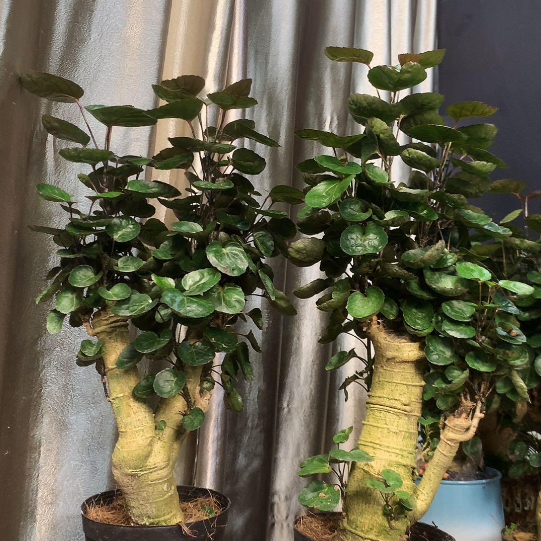 完全开放qqqqqqqqq