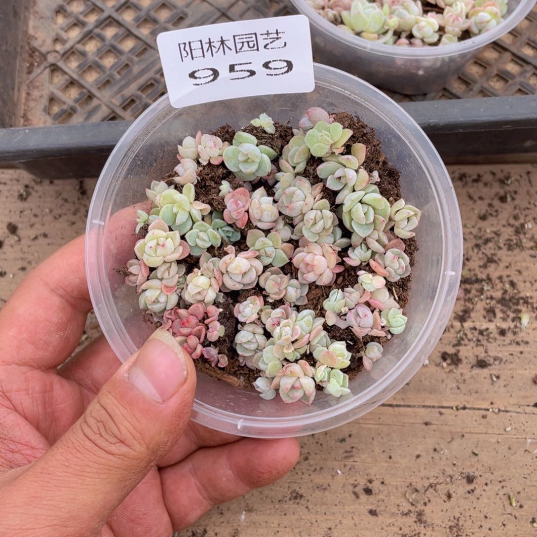 多肉植物多肉植物959