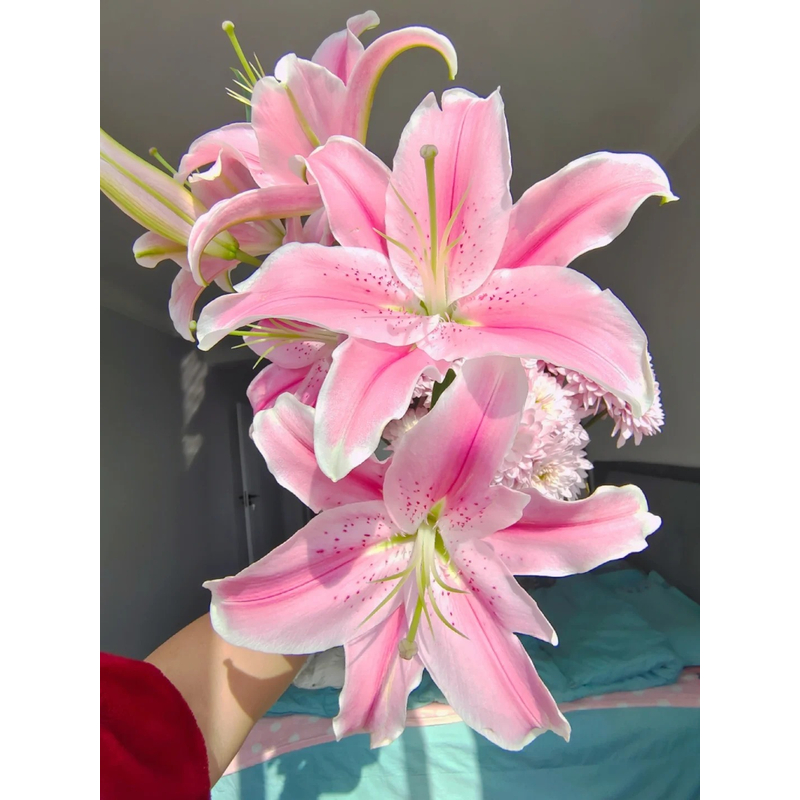 【索尔邦】香水百合 一单包邮 云南鲜花昆明基地现采现发