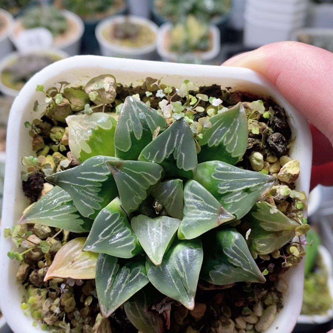 实生寿玉露多肉植物