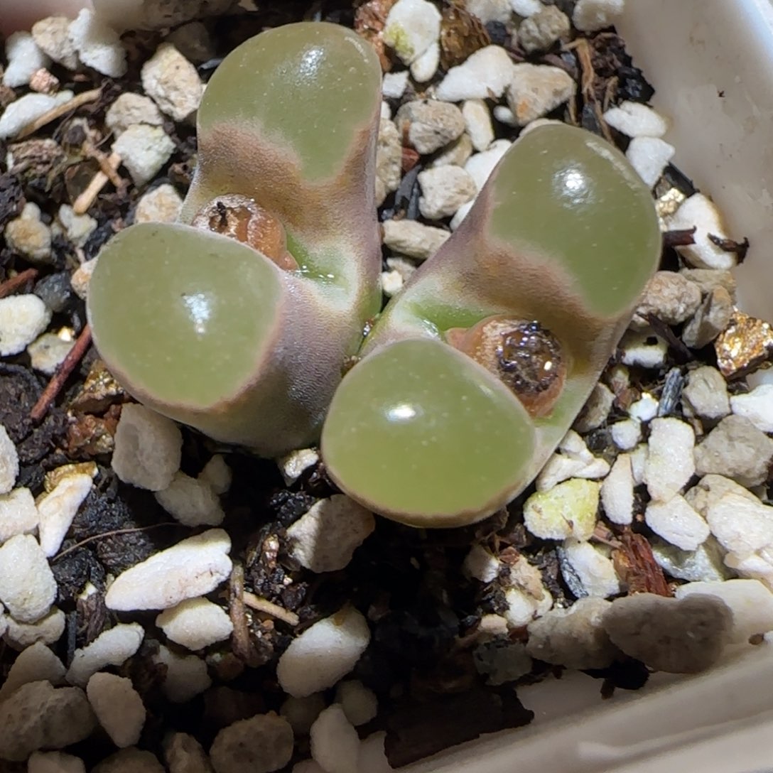 肉锥多肉植物百科-磁铁有疤1161