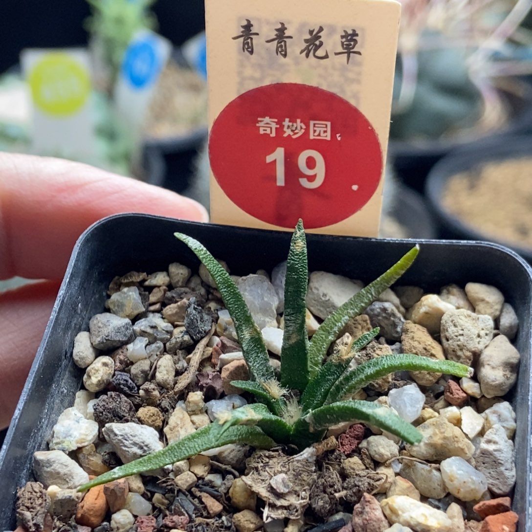 实生龙舌兰牡丹一颗仙人球