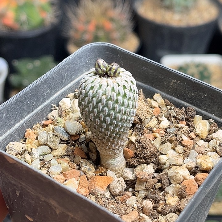 浓赤花精巧殿实生1.9公分