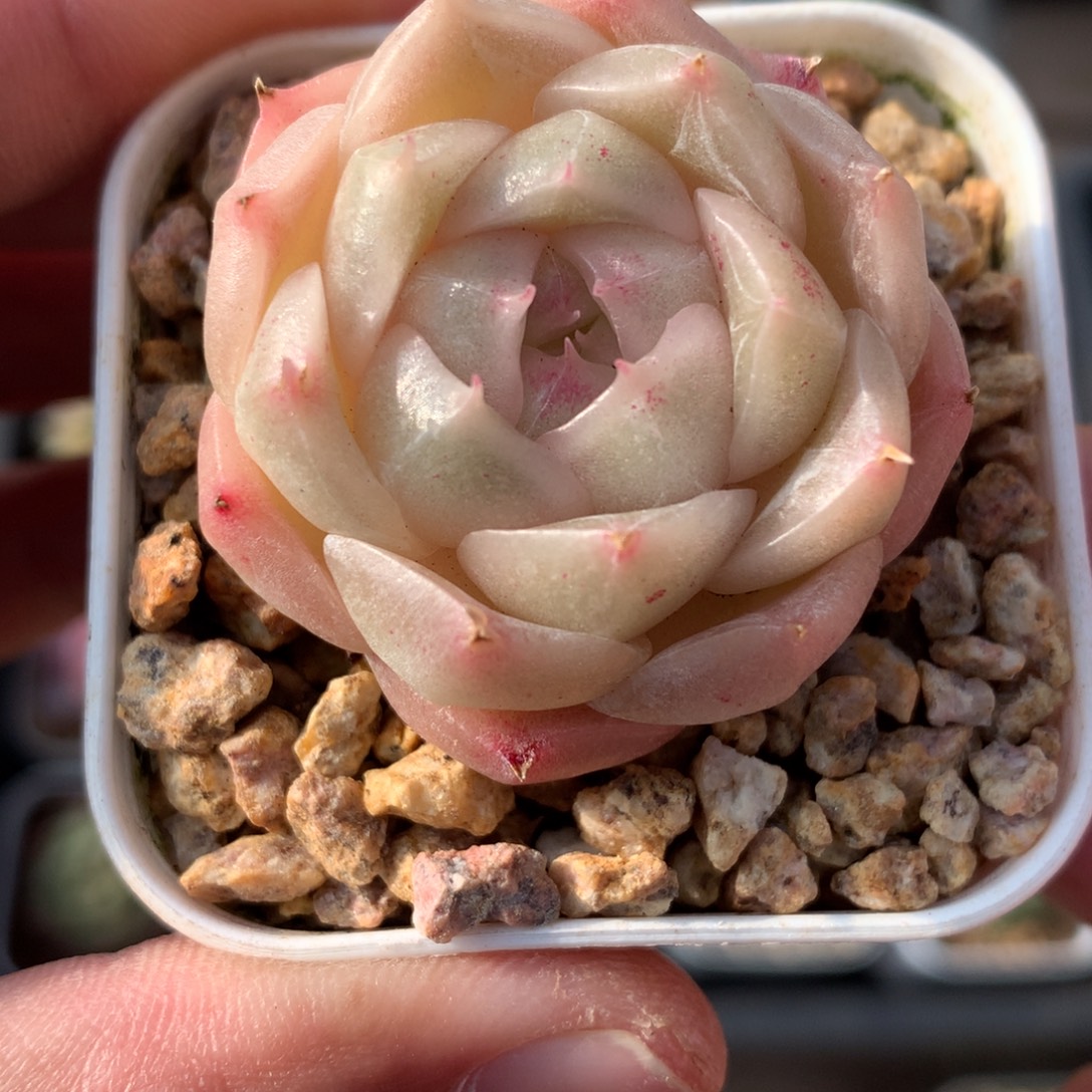 粉冰边。    麦秆。  姐姐专拍