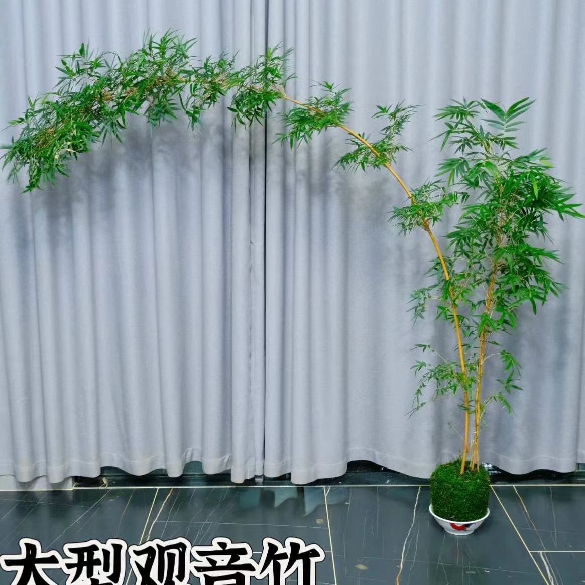 【一物一拍红竹苔藓球】四季常青绿植好养室内盆景造景茶室大型精美