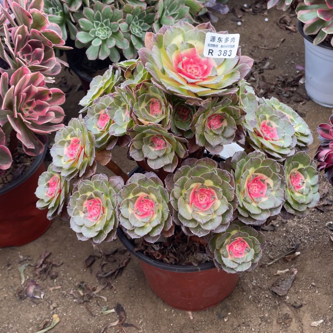 春***。383红太阳多肉法师断枝不包