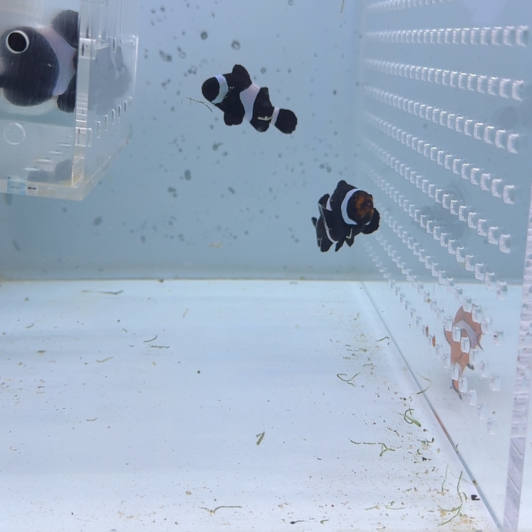 海水鱼奥黑黑公子一对