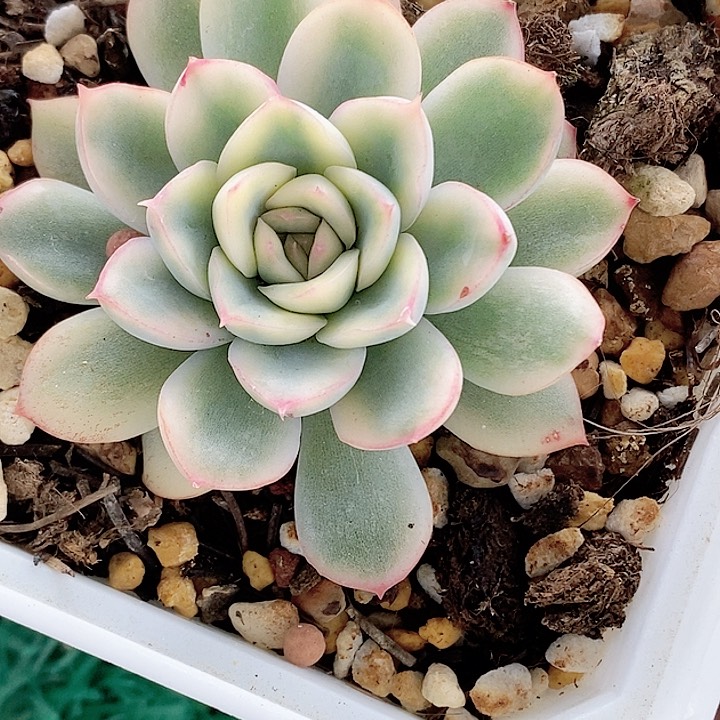 荷花锦一物一拍，