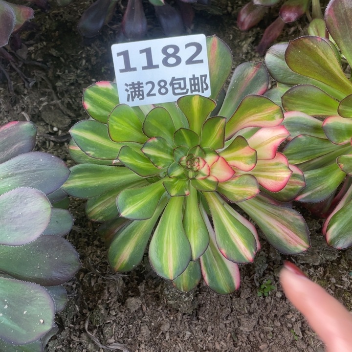 国***?1182三号棚花蝴蝶