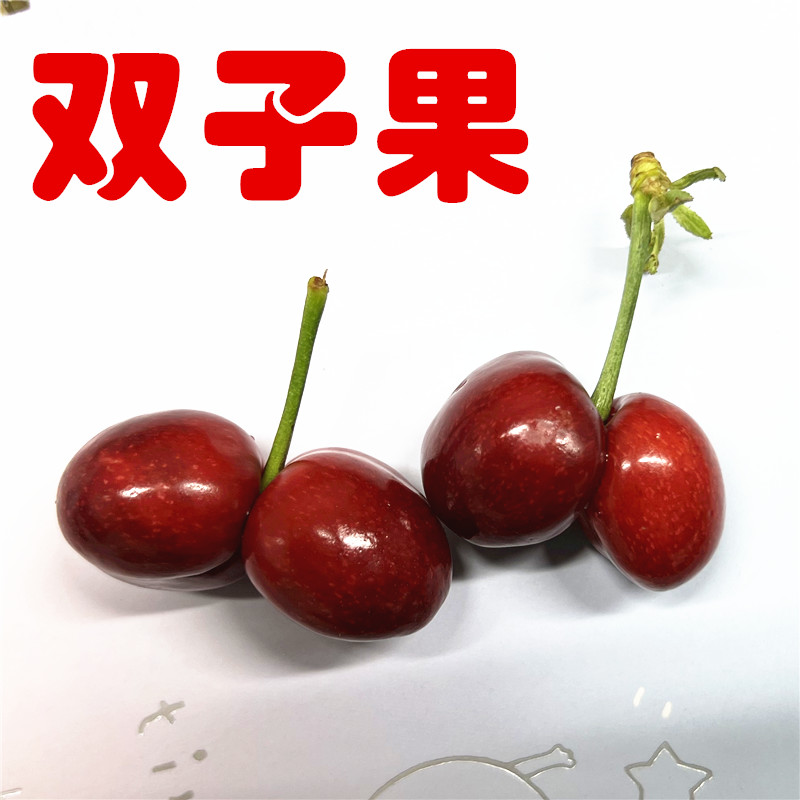 【福利款】双子果露天头茬大美早樱桃现摘大樱桃酸甜可口国产车厘子