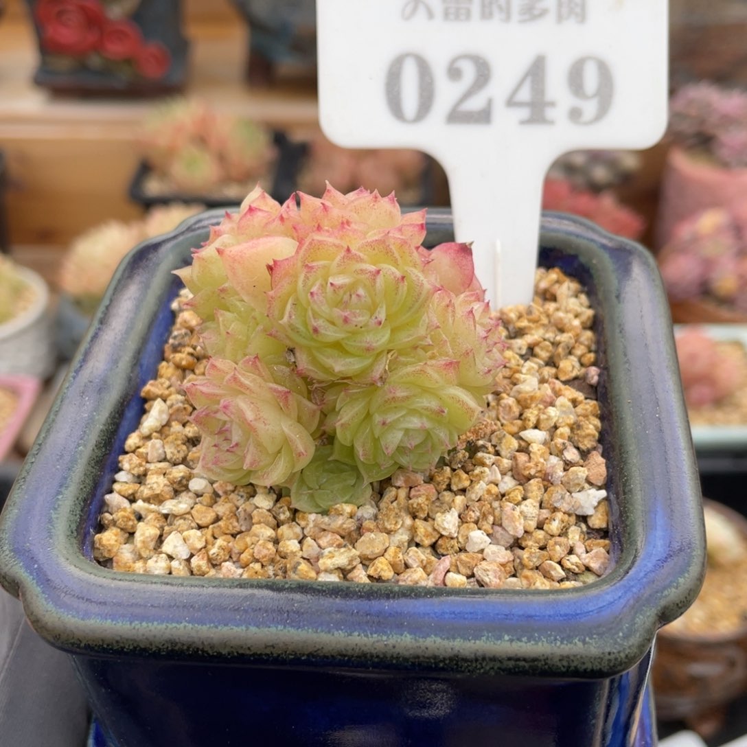 0249 麦秆群 5厘米 不带盆