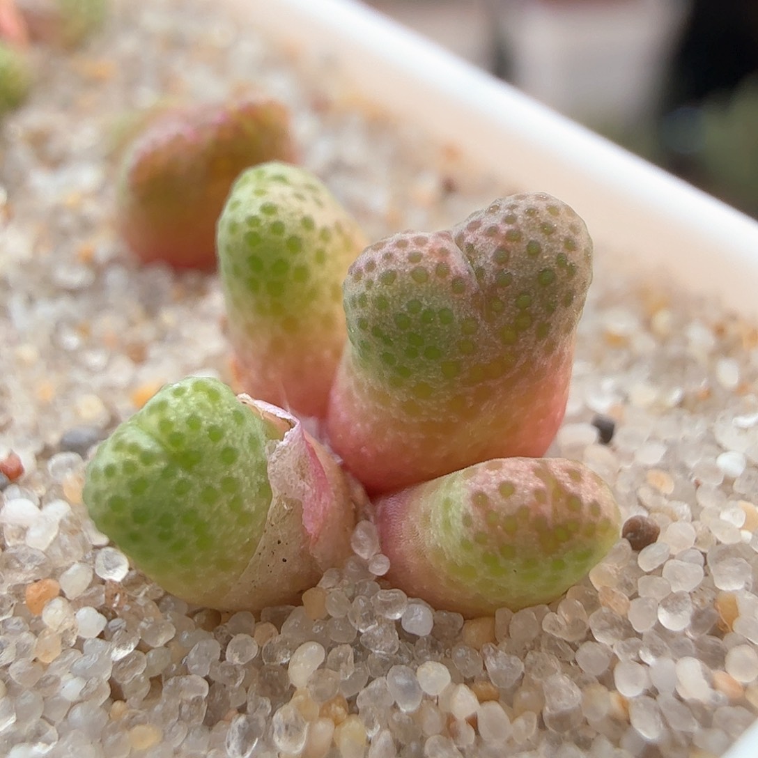 2.16.5/955d斑马宝宝/多肉植物